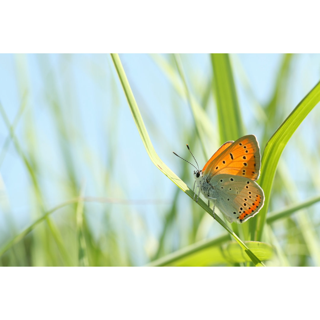 Nahaufnahme eines Schmetterlings von Aniszewski - Foto ohne Rahmen auf Leinwand