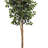  8ft. Ficus Tree