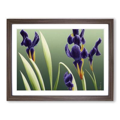 Shimmering Iris Flowers - Single Picture Frame Print