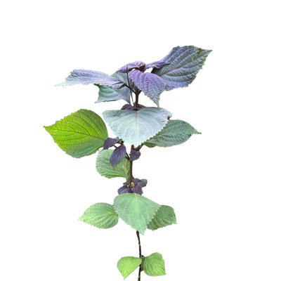 Madera Plant