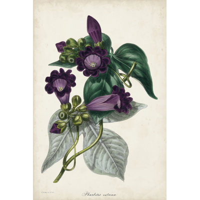 Plum Foxgloves by Paxton - Painting