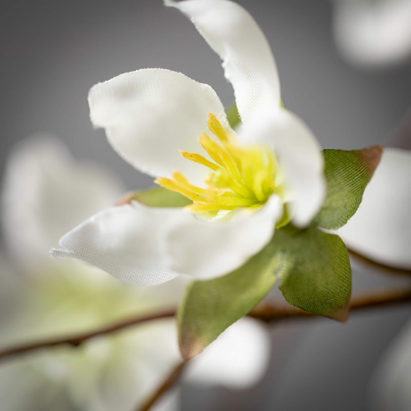 Arrangement de fleurs, Blanc