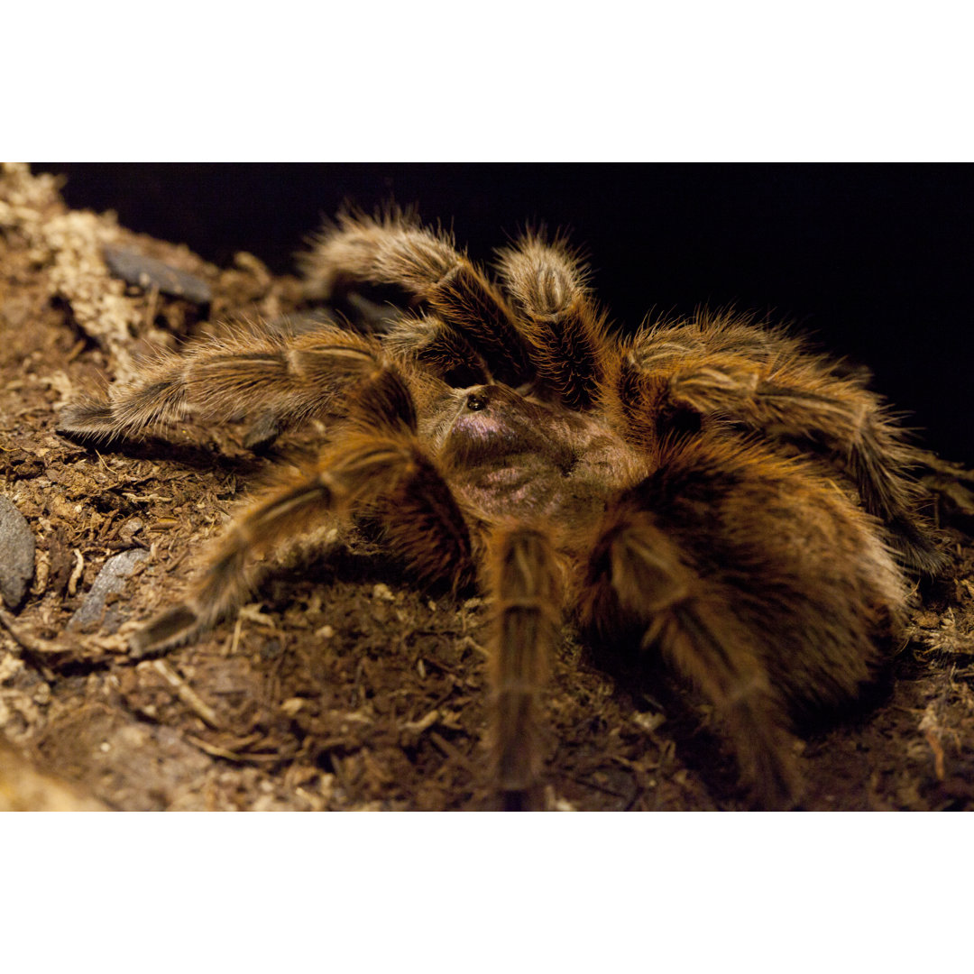 Chilean Rose Tarantula von JaysonPhotography - Foto ohne Rahmen auf Leinwand