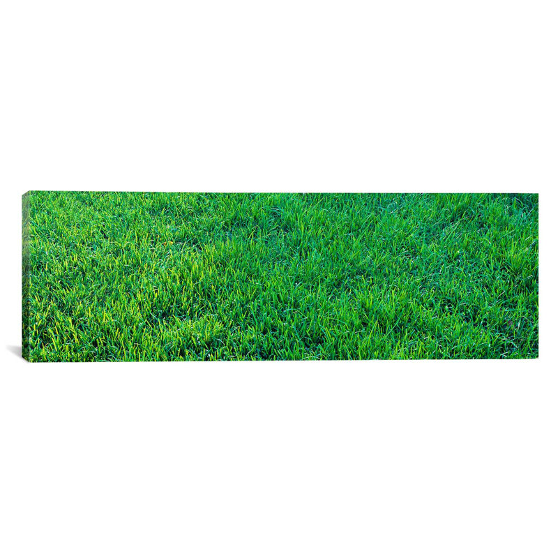 « herbe sacramento, california », reproduction de photo sur toile, H 24 po x l 72 po x P 1,5 po, Toile tendue