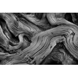 Bristlecone Study Print by Harold Davis
