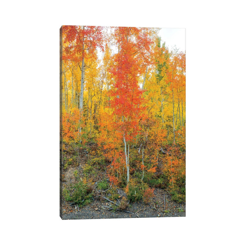 Showing Their True Colors II by Bill Sherrell - Gallery-Wrapped Canvas Giclée on Canvas, No Frame, 20.32 cm H x 30.48 cm W