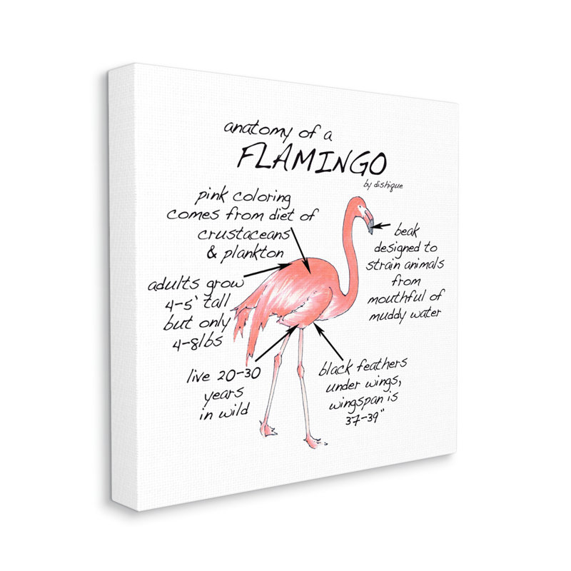 Flamant rose, fiche de faits sur les animaux de la faune par vaisselle, impression sur toile sans cadre