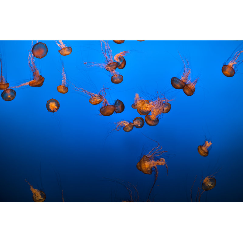 Sea Life and Jelly Fish par Pgiam, H 20 po x l 30 po