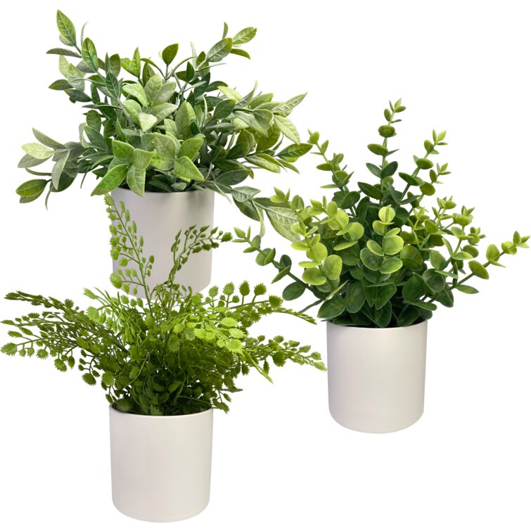 Christian Temmen Fahrenheit Primrue Faux Plants 8.9'' Faux Eucalyptus Plant in Ceramic Pot & Reviews |  Wayfair