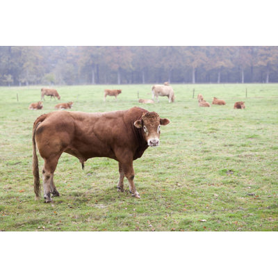 Kaci, limousine Bull Guards
