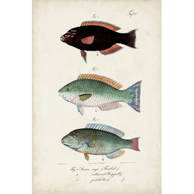 Antique Fish Trio IV by Vision Studio - Wrapped Canvas Painting