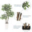 60cm Plant