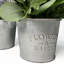 Arrangement floral Gira en pot