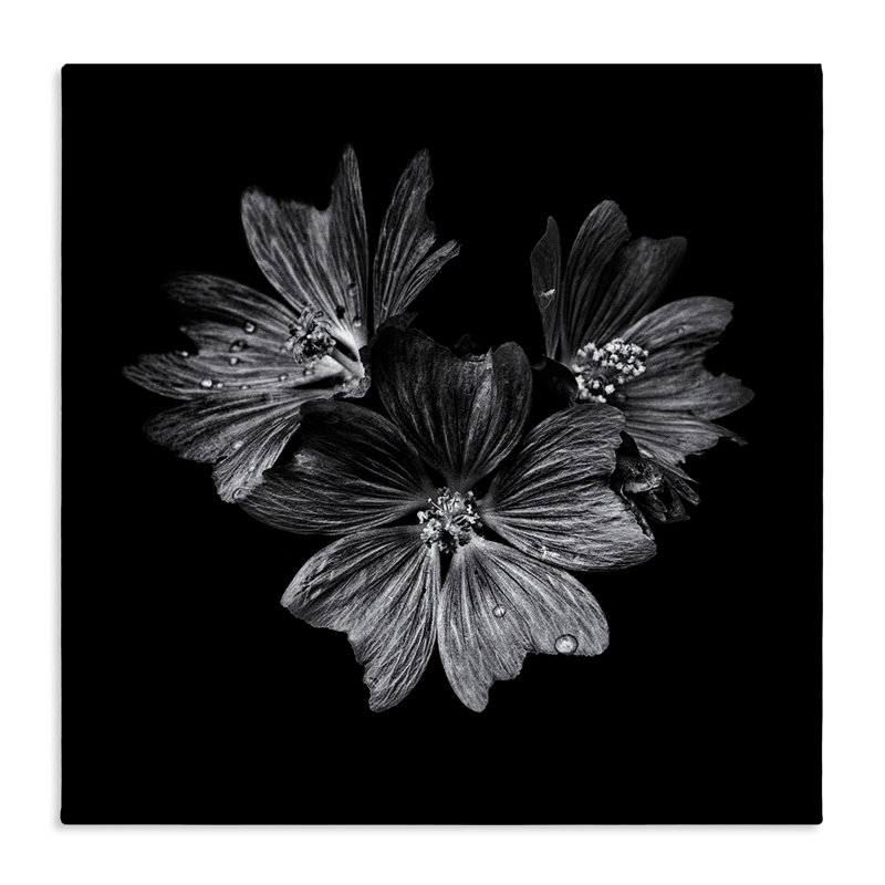 "Blossom Trio" sur toile noire par Brian Carson bp-769_CN, H 17 po x l 17 po
