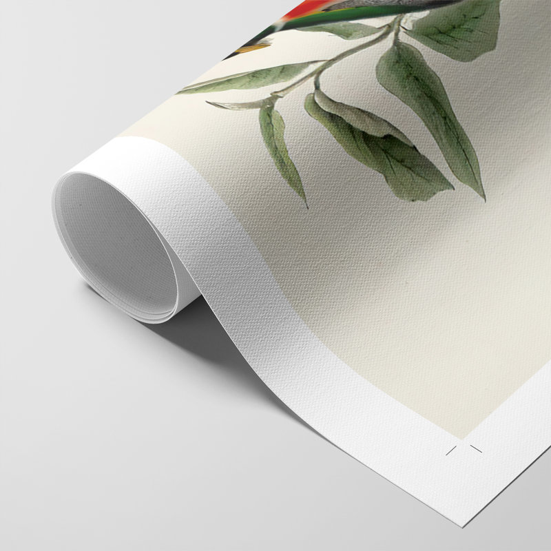 ElegantTrogonsI - Impression sur toile seulement - NON-CADRE, H 27 po x l 18 po