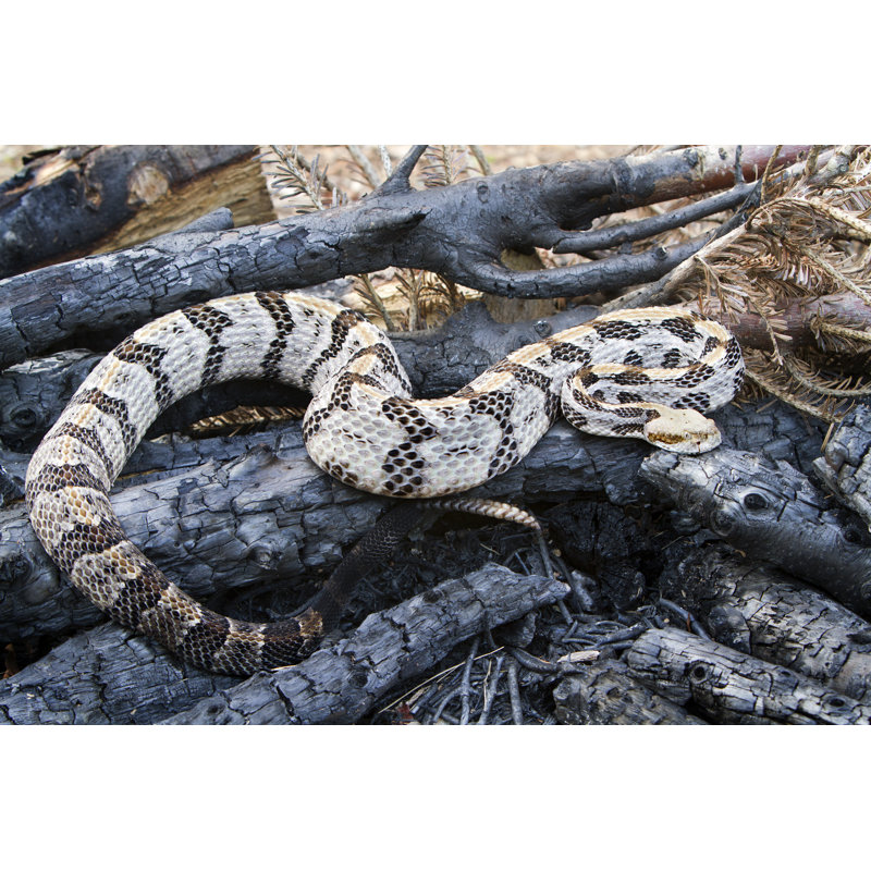 Timber Rattlesnake by Mark Kostich - No Frame Art Prints on Canvas, 61cm H x 91cm W