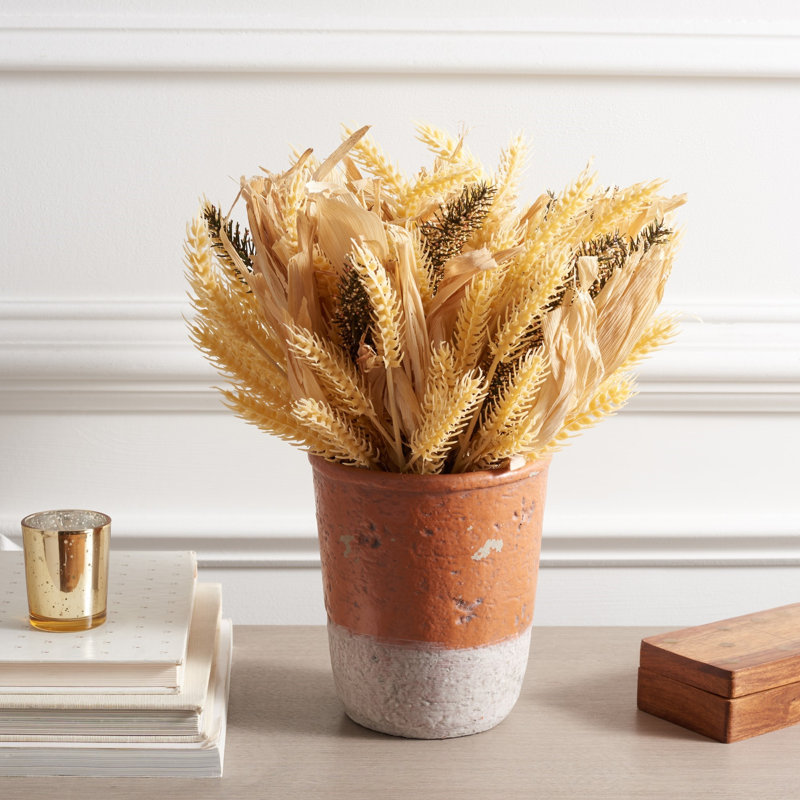 Fausse oreille de blé en pot