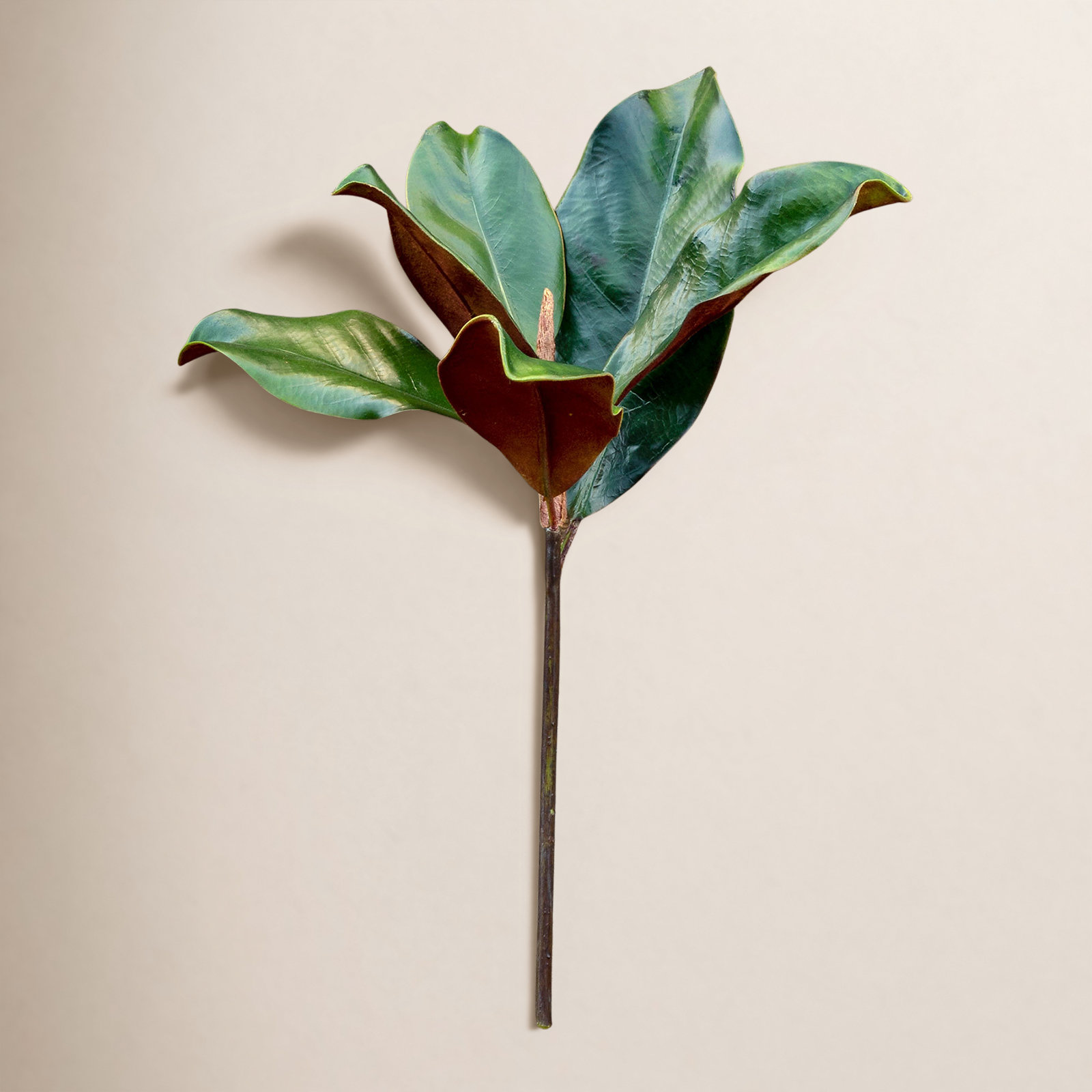 Magnolia Leaf Stems