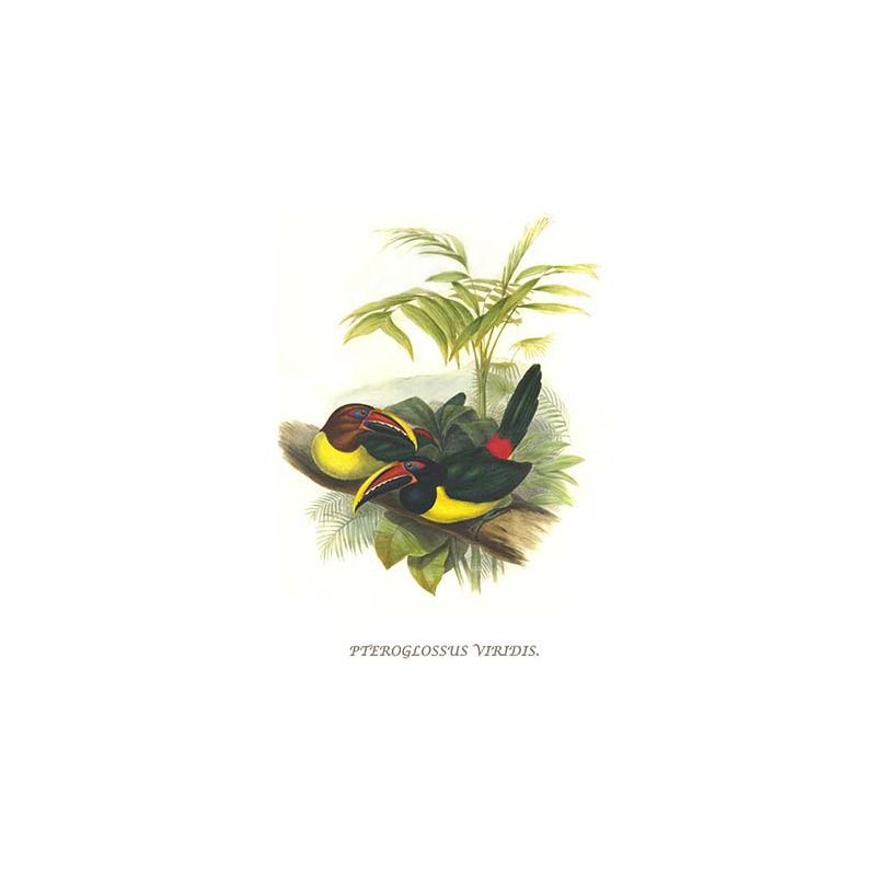 « ondulation crested aracari » par john gould, impression, H 66 po x l 44 po x P 1,5 po