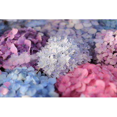 Hydrangea - Photographie sur toile tendue