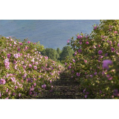 Rows Of Roses In An Agricultural Field by Ognianm - Wrapped Canvas Print
