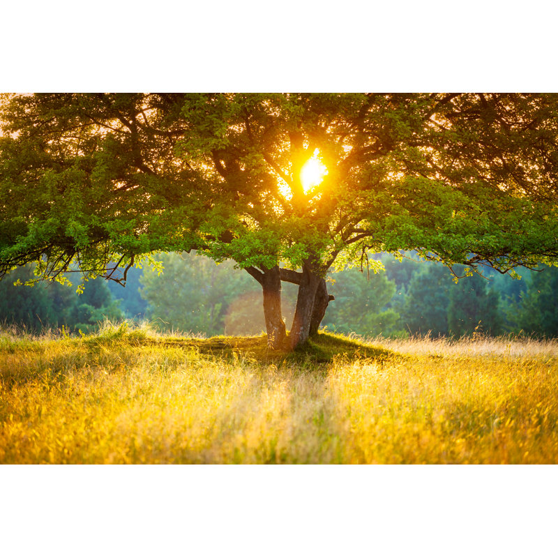 Majestic Tree - Wrapped Canvas Print, 51cm H x 76cm W
