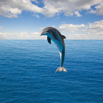 " Single Jumping Dolphin " by Neirfy