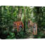 Bengal Tigers - Wrapped Canvas Print-820791004