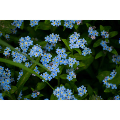 «Blue Forget-Me-Nots Flowers» par Andrei Lavrinov - photographie sur toile tendue