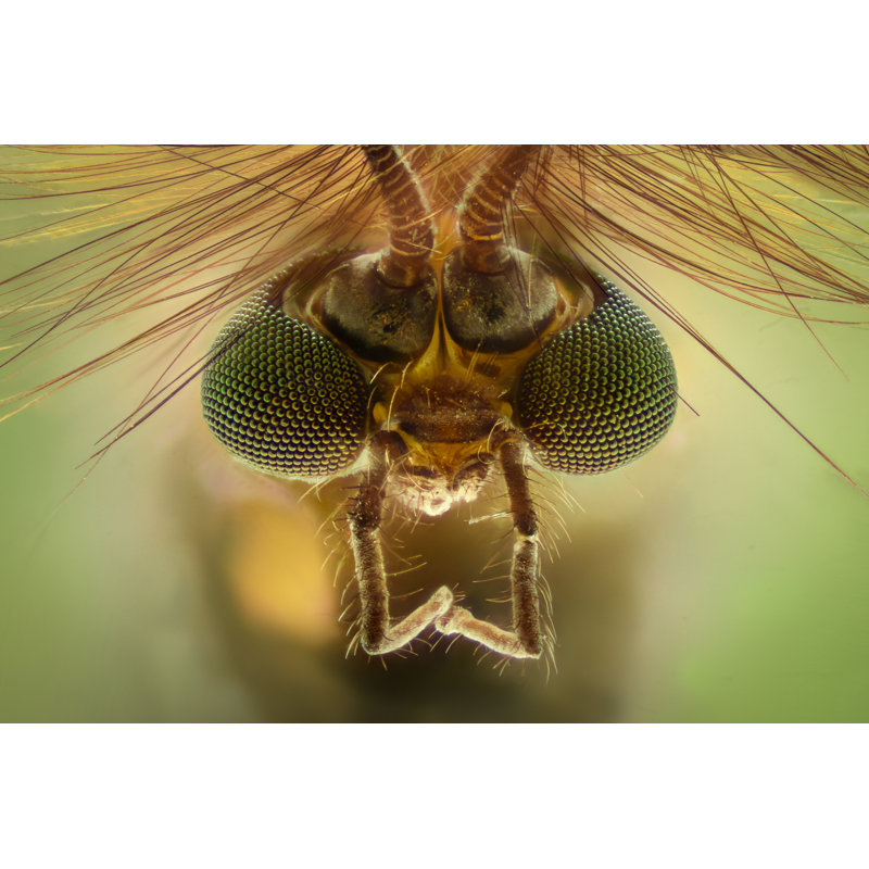 Mosquito Head by ConstantinCornel - Wrapped Canvas Print, 30cm H x 46cm W x 3.8cm D