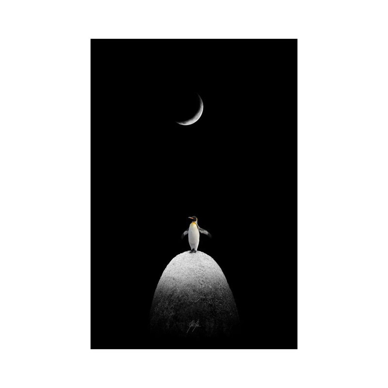 The Majestic Penguin by Kathrin Federer - Wrapped Canvas Print, 20.32 cm H x 30.48 cm W