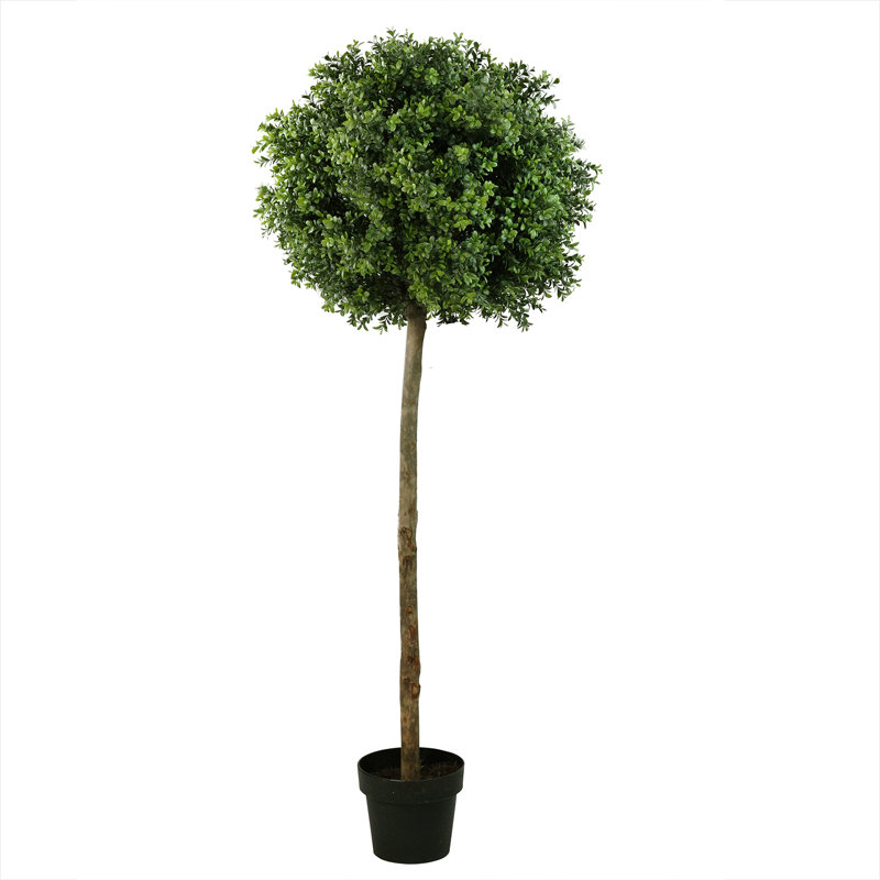 Arbre topiaire en boule 5 pi Murraya