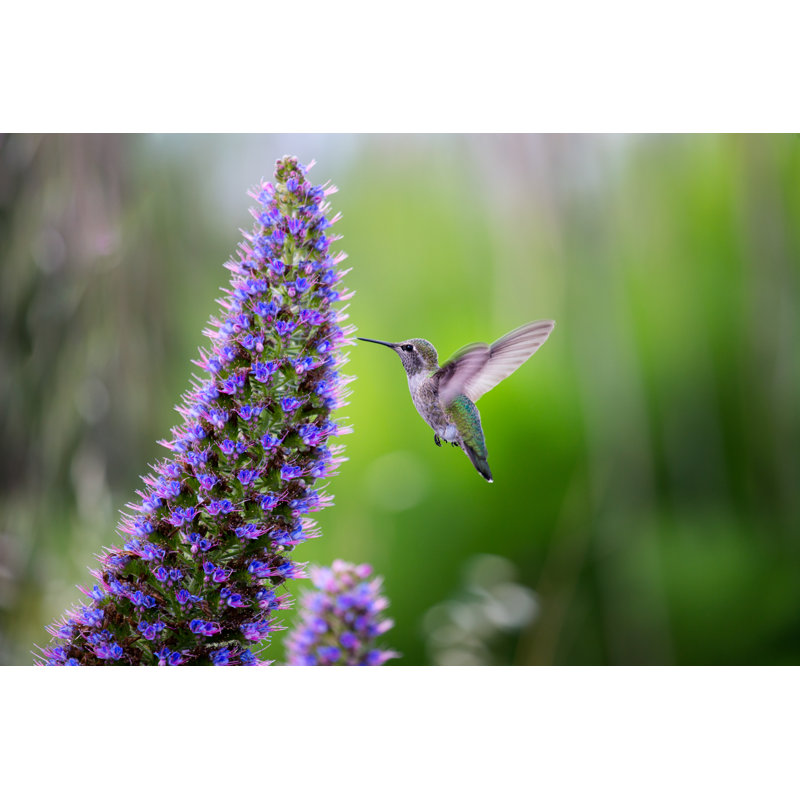 Cute Hummingbird by Anchor Lee - Wrapped Canvas Print, 81cm H x 122cm W 