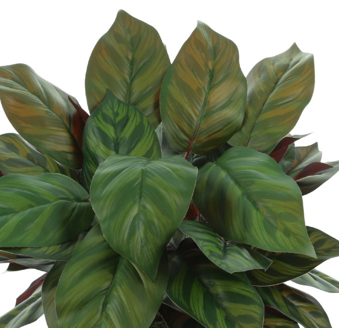 Aglomenia Chinese Evergreen UV Plant