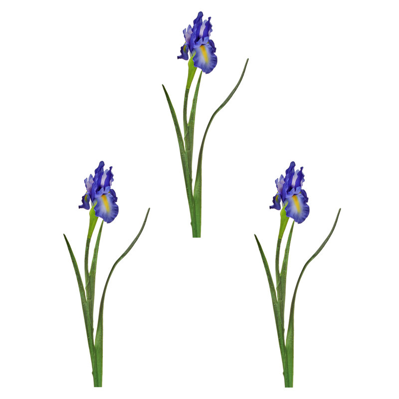 Dutch Iris 25" 