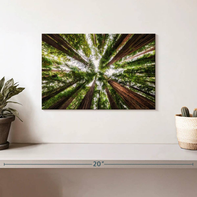 Harnek Jedediah Smith State Redwood Forest