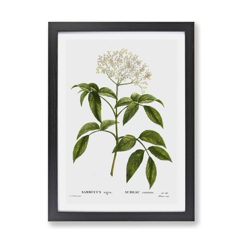 Elderflower Tree by Pierre-Joseph Redoute - Framed Print, 24cm H x 33cm W x 2cm D, Black