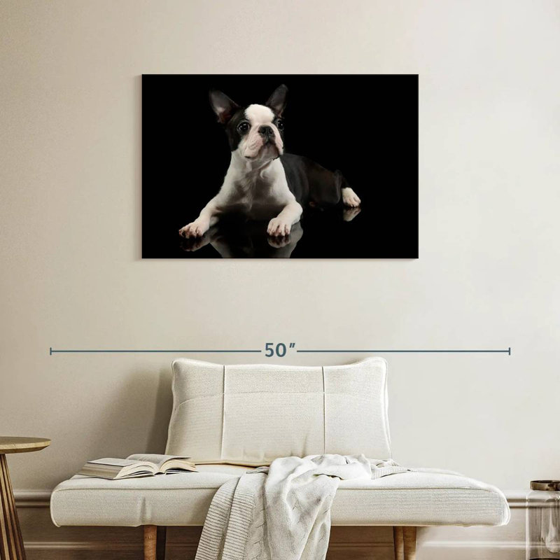 Young Boston Terrier, H 24 po x l 36 po
