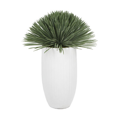 Yucca Rostrata in Medium White Nell Planter