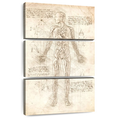 Keiri Human Circulatory System