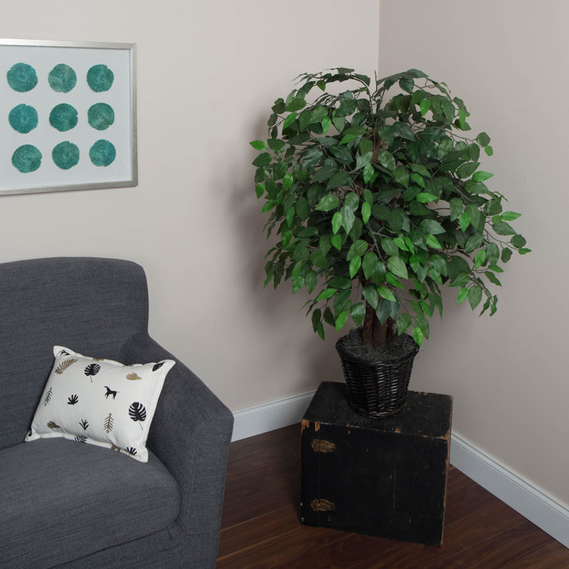 Ficus naturel en pot Kidwelly
