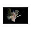 In The Dark by David Gardiner - Print on Canvas-263569211-247814996
