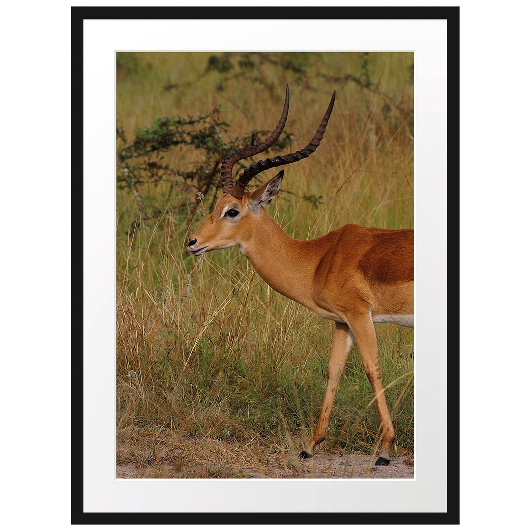 Gerahmtes Poster Dorkasgazelle in der Savanne