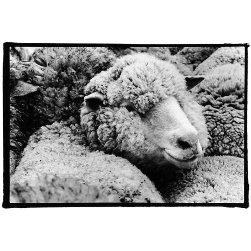 Été 2022 «a Fleece in the Crowd» par Amy Raab - reproduction d'un seul cadre, Cadre simple noir, H 30 po x l 45 po