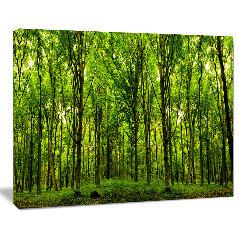 «Forest Landscape» par Designartv - reproduction de photo sur toile tendue, H 8 po x l 12 po