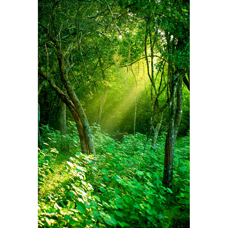 Rainforest - Wrapped Canvas Print, 30cm H x 20cm W x 3.8cm D