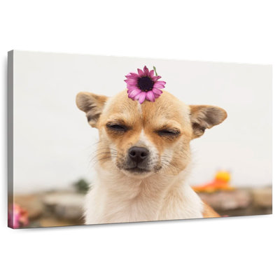 Flower On Chihuahua