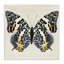 Art mural toile mouchetée, papillon par Susan Arnot bp-697_CN