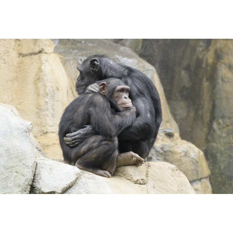 Chimpanzees In Warm Embrace by JeannetteKatzir - Wrapped Canvas Print, 30cm H x 46cm W