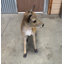 Fawn Fallow Deer Life Size Statue